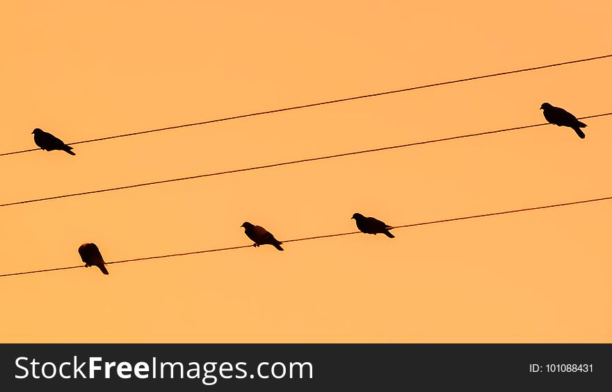 Bird, Sky, Ecosystem, Fauna