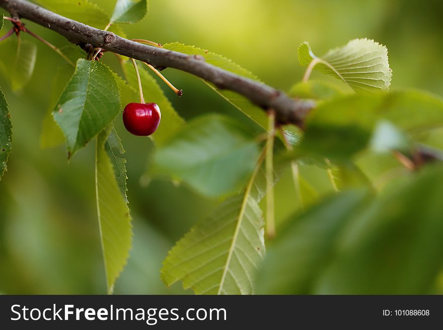 Cherry, Branch, Leaf, Fruit