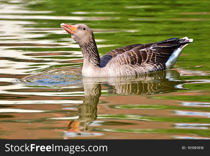 Bird, Water Bird, Fauna, Goose