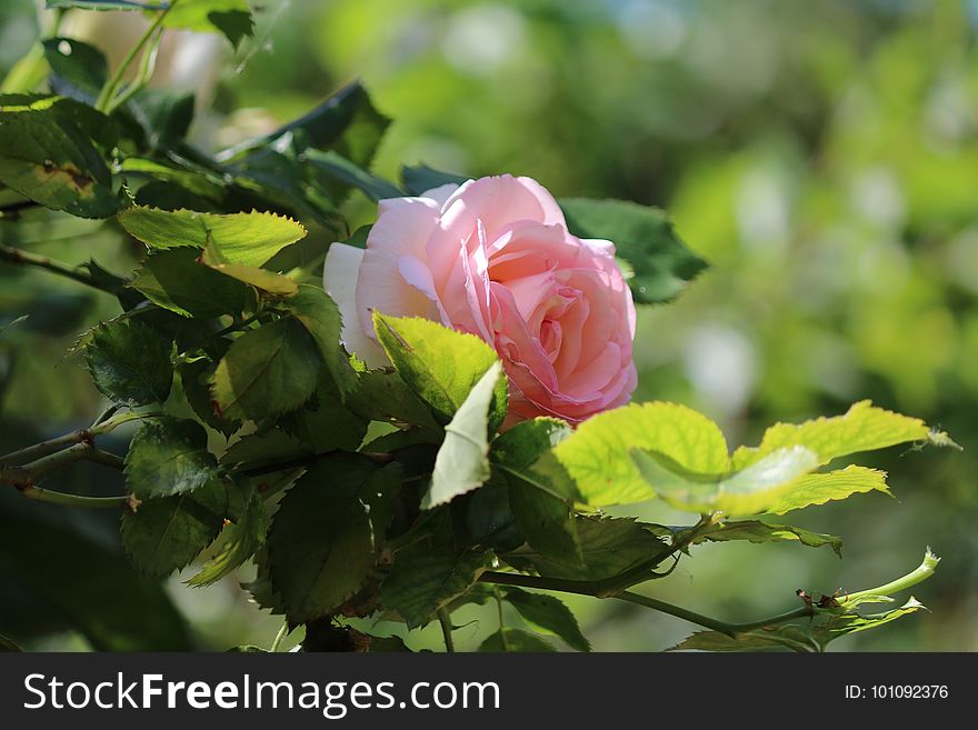 Rose, Flower, Rose Family, Plant