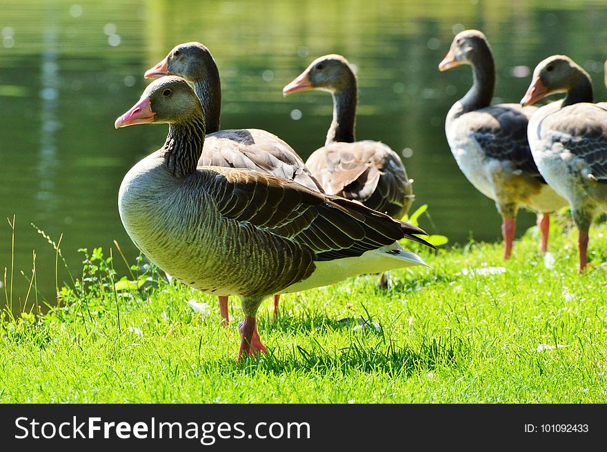 Bird, Duck, Ducks Geese And Swans, Water Bird