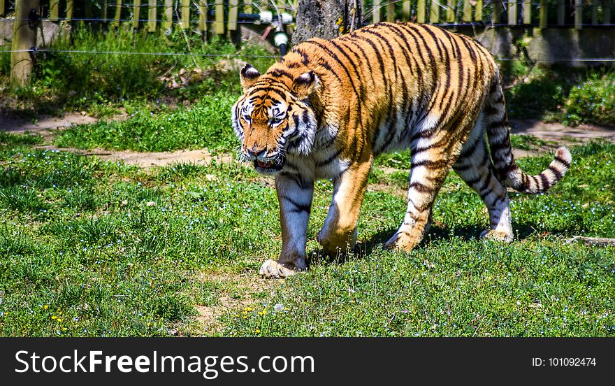 Tiger, Wildlife, Mammal, Grass