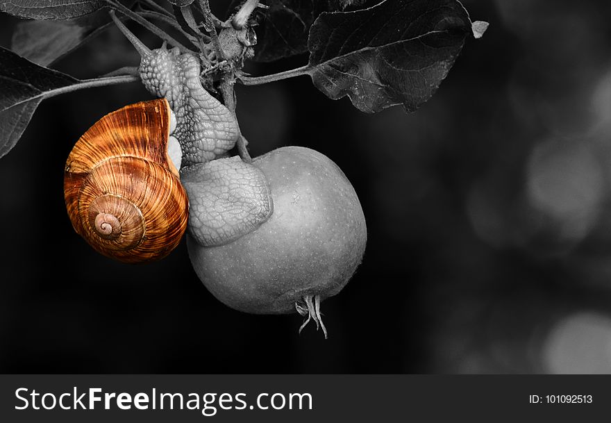 Snails And Slugs, Snail, Still Life Photography, Close Up