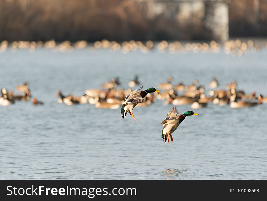 Bird, Water Bird, Water, Duck