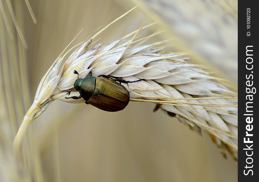 Insect, Fauna, Invertebrate, Close Up