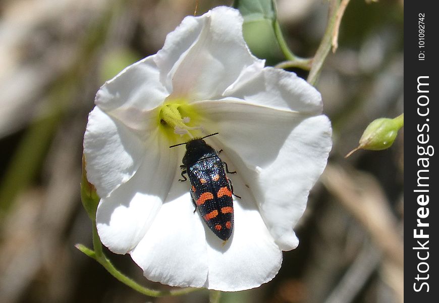 White, Flora, Flower, Insect