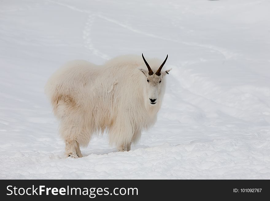 Mountain Goat, Snow, Goats, Cow Goat Family