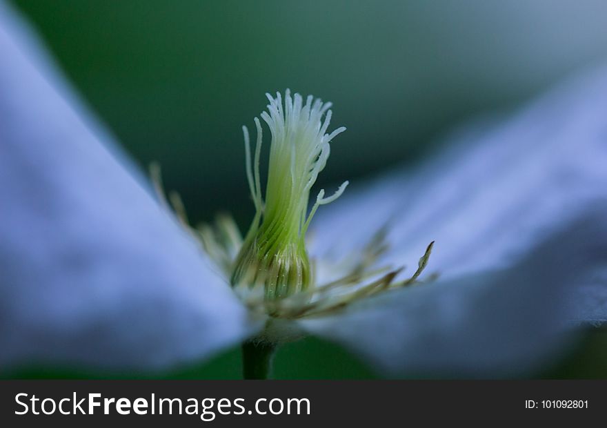 Close Up, Flora, Flower, Plant