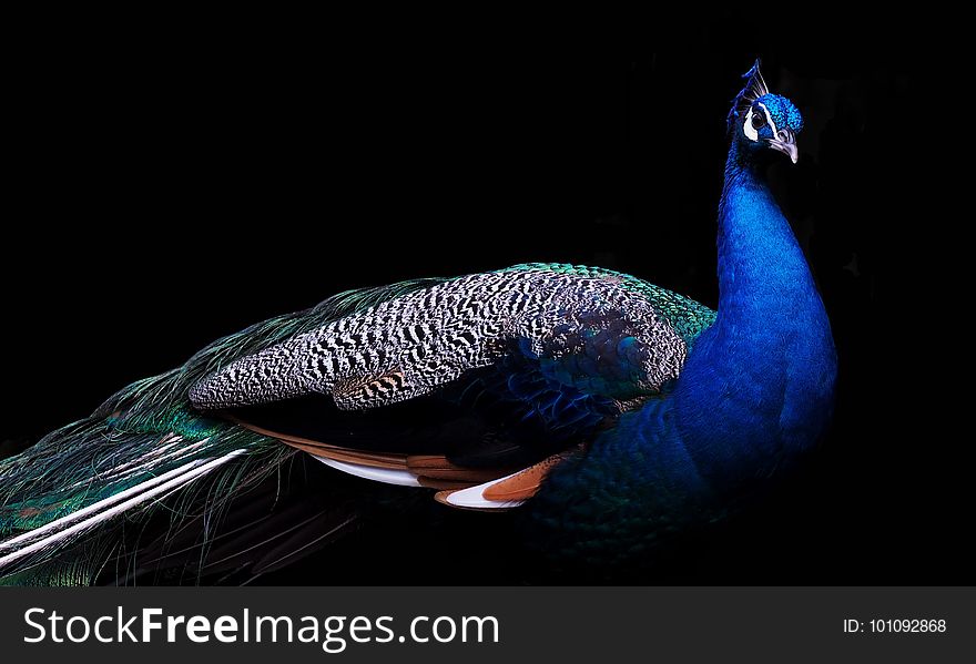 Feather, Bird, Beak, Cobalt Blue