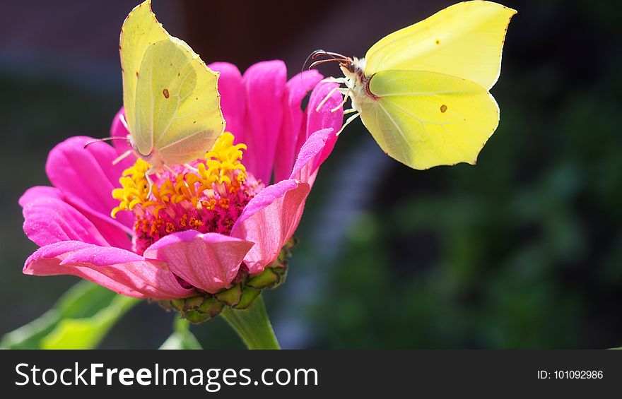 Flower, Butterfly, Nectar, Insect
