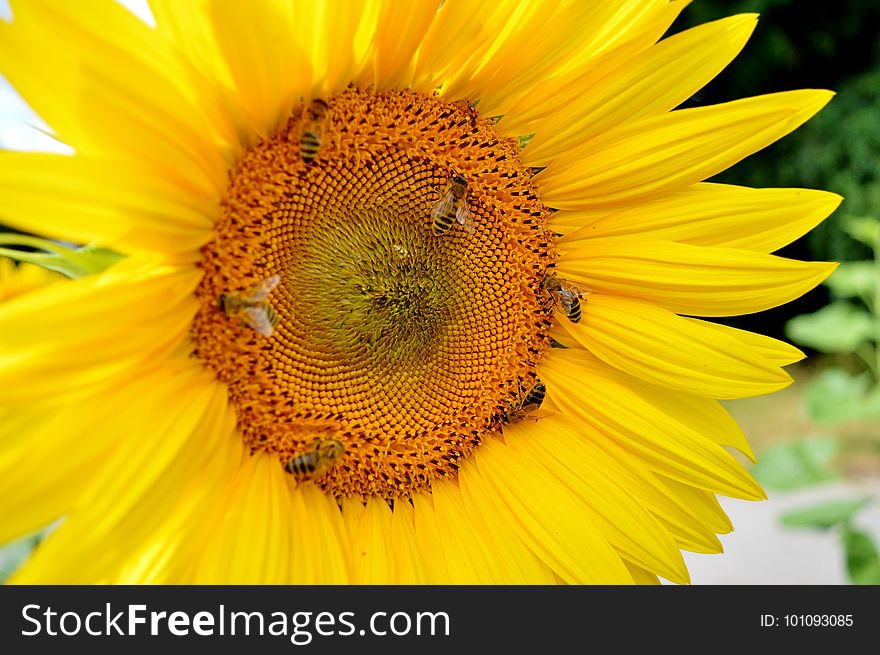 Flower, Sunflower, Honey Bee, Yellow