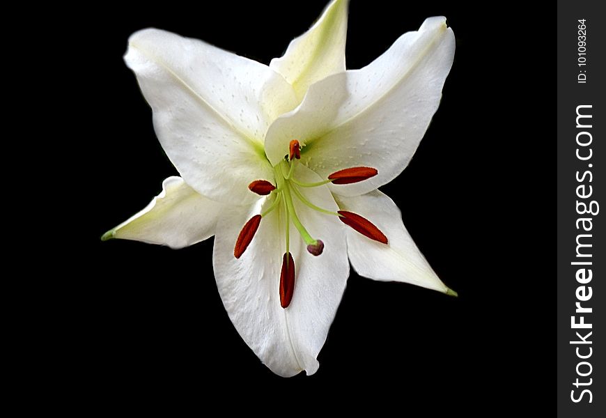 Flower, Lily, White, Plant