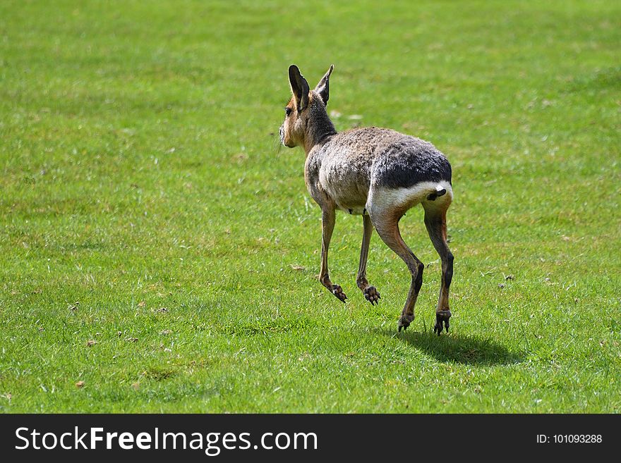 Wildlife, Fauna, Mammal, Grassland