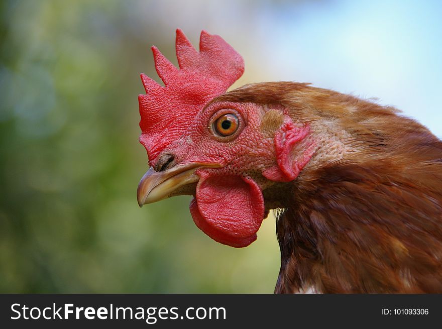 Chicken, Beak, Galliformes, Fauna