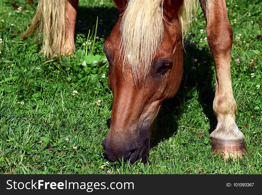 Horse, Grass, Fauna, Mane