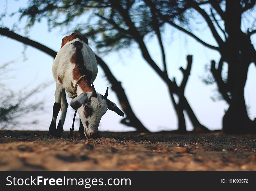Goats, Tree, Cattle Like Mammal, Wildlife