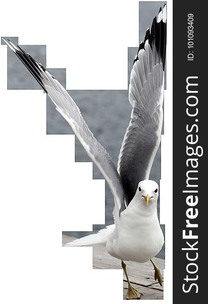 Beak, Bird, Feather, Product Design