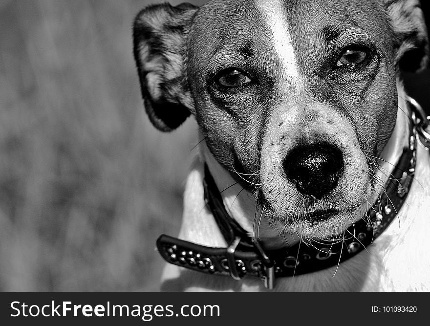 Dog, Black And White, Dog Breed, Dog Like Mammal