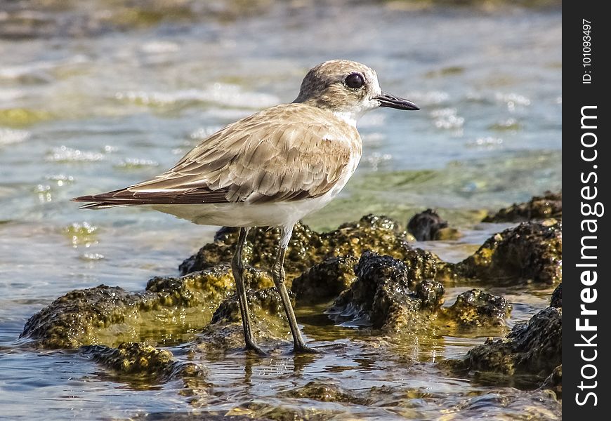 Bird, Shorebird, Sandpiper, Fauna