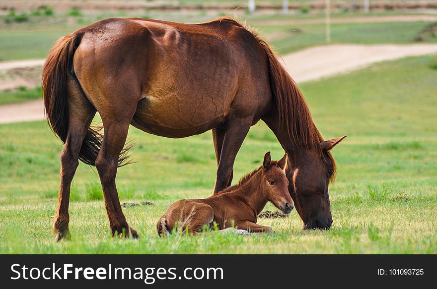 Horse, Pasture, Grassland, Grazing