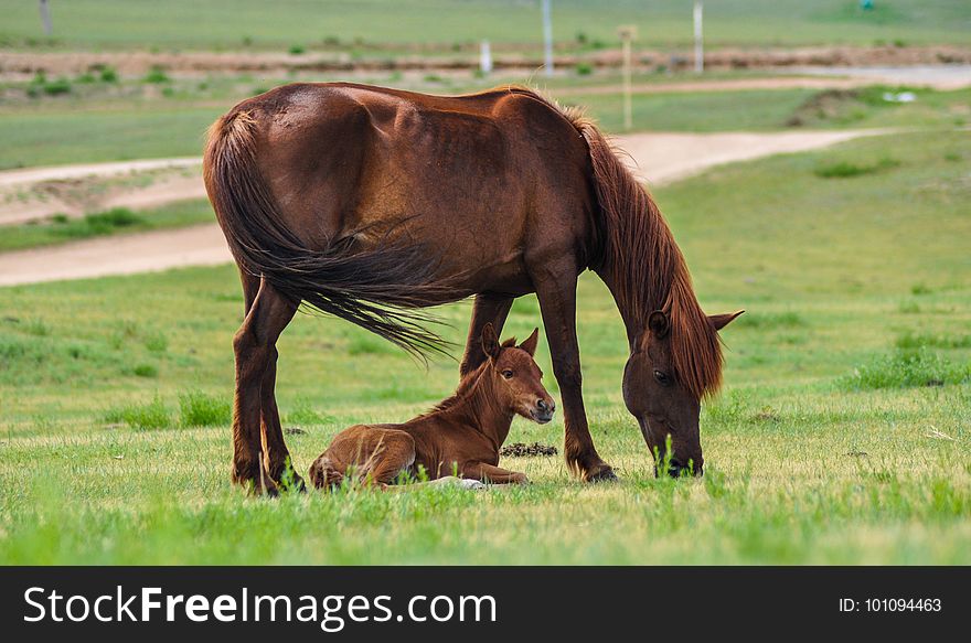 Horse, Grassland, Pasture, Ecosystem