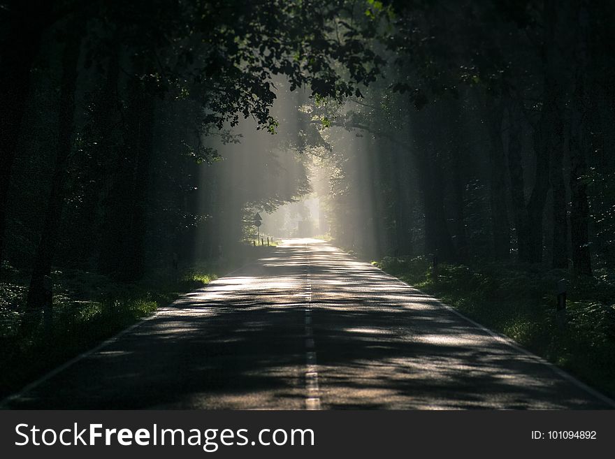 Forest, Path, Infrastructure, Woodland