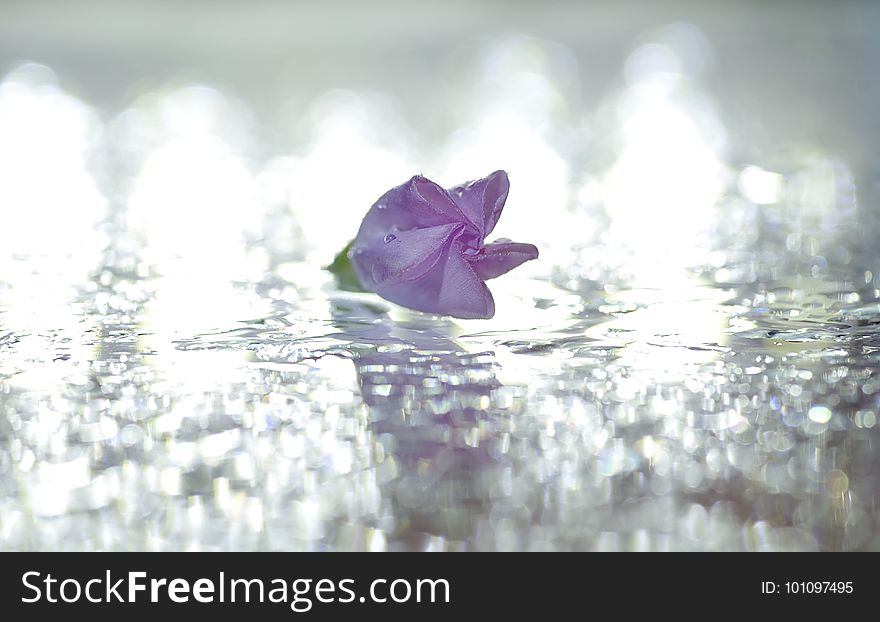 Water, Purple, Flower, Leaf