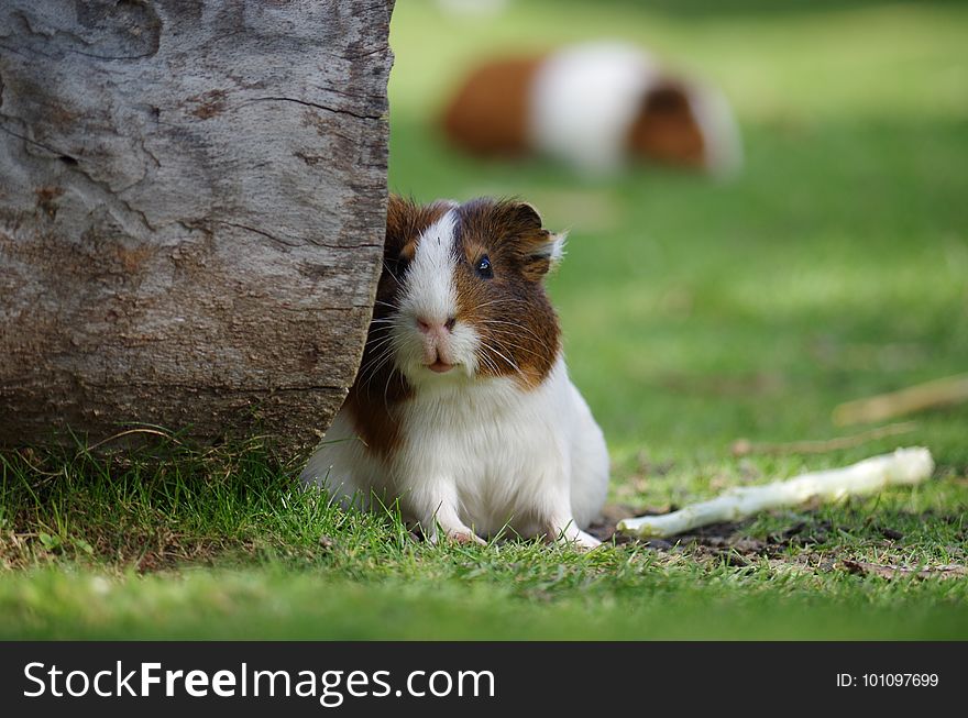 Mammal, Fauna, Grass, Guinea Pig