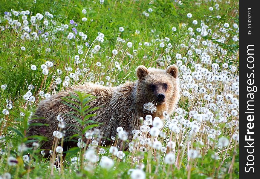 Brown Bear, Grizzly Bear, Wildlife, Fauna