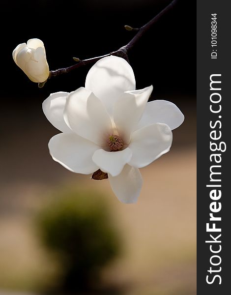 Flower, White, Plant, Blossom