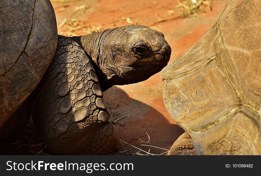 Tortoise, Terrestrial Animal, Turtle, Fauna