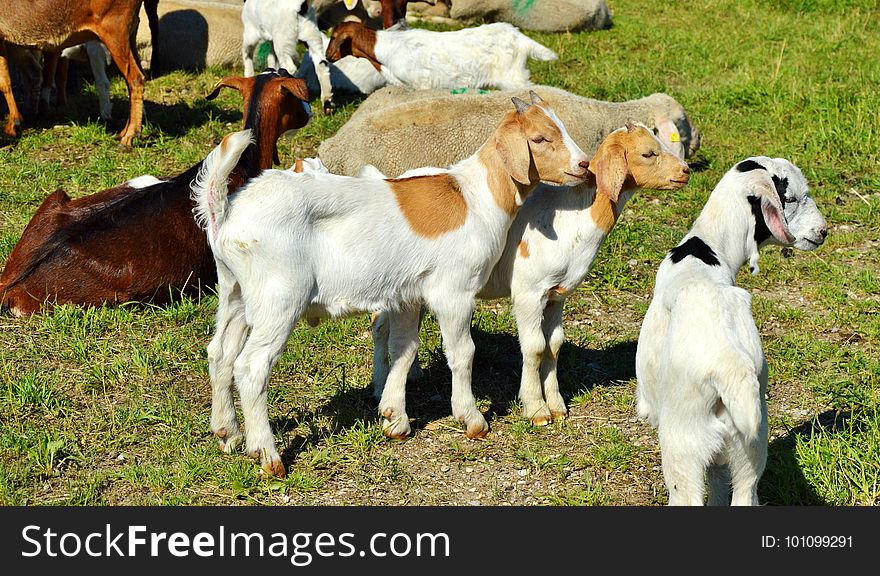 Goats, Goat, Cow Goat Family, Pasture