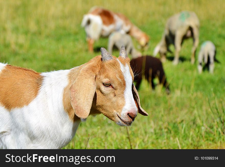 Goats, Goat, Pasture, Fauna