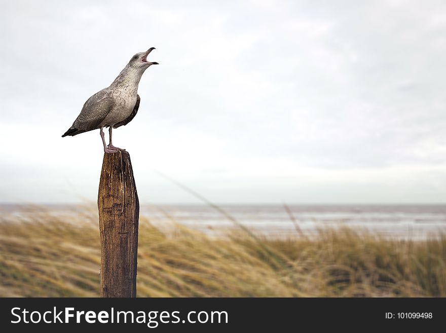 Bird, Fauna, Beak, Shore