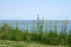 Landscape With Flowers Royalty Free Stock Photos Landscape With Flowers Royalty Free Stock Photos