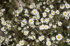 Camomile In Field Royalty Free Stock Photos