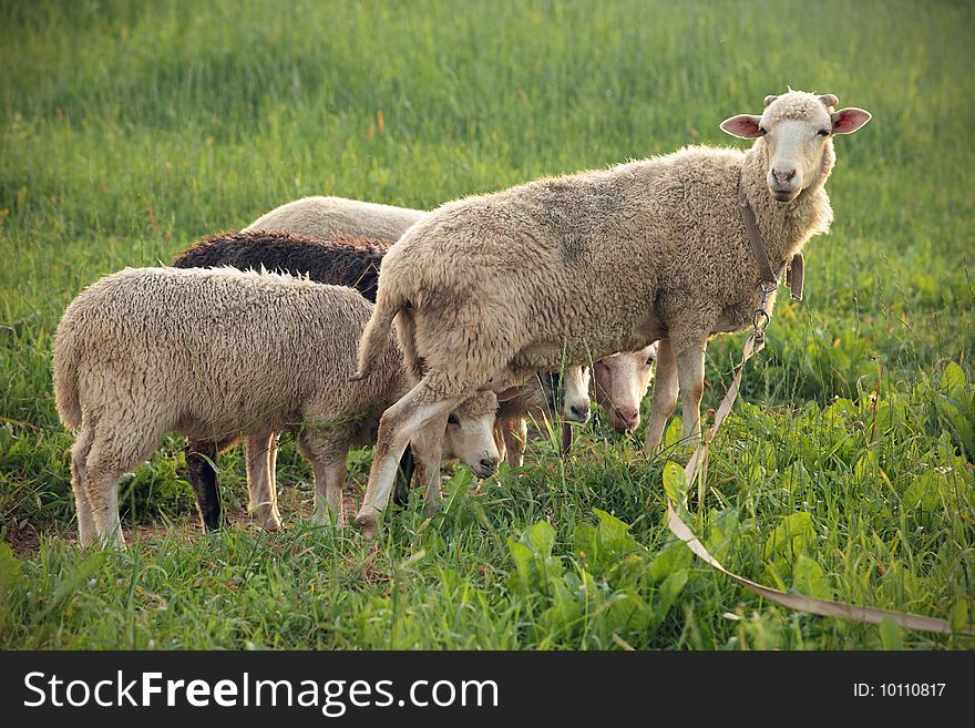 Sheep herds grazed in the field led by the leader. Sheep herds grazed in the field led by the leader