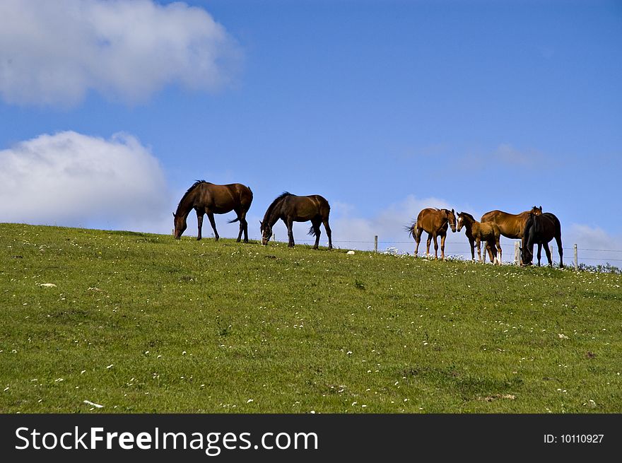 Several horses on a hill with a deep blue sky background. Several horses on a hill with a deep blue sky background