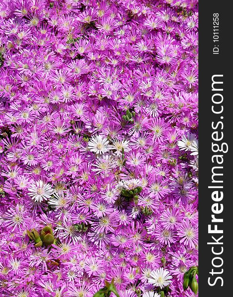 Lilac Carpet