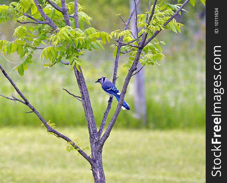 Wild Male Blue Jay Perched on tree. Wild Male Blue Jay Perched on tree