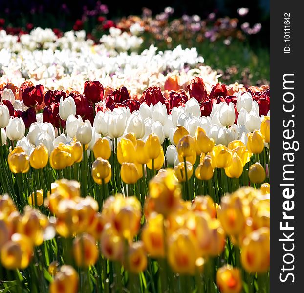Tulips of all colors, focus in middle. Tulips of all colors, focus in middle