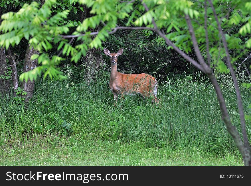 White tail deer standing in tall grass. White tail deer standing in tall grass