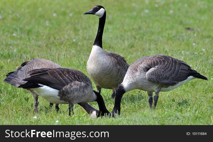 Group of four geese with heads together. Group of four geese with heads together