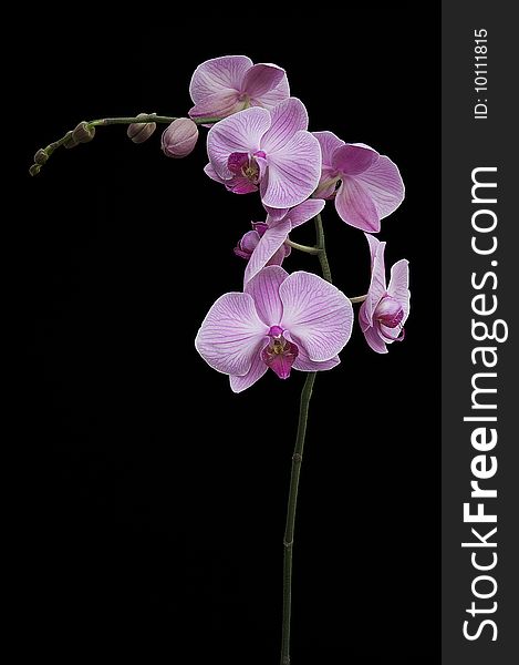 View of a Pink Orchid in bloom on a black background. View of a Pink Orchid in bloom on a black background