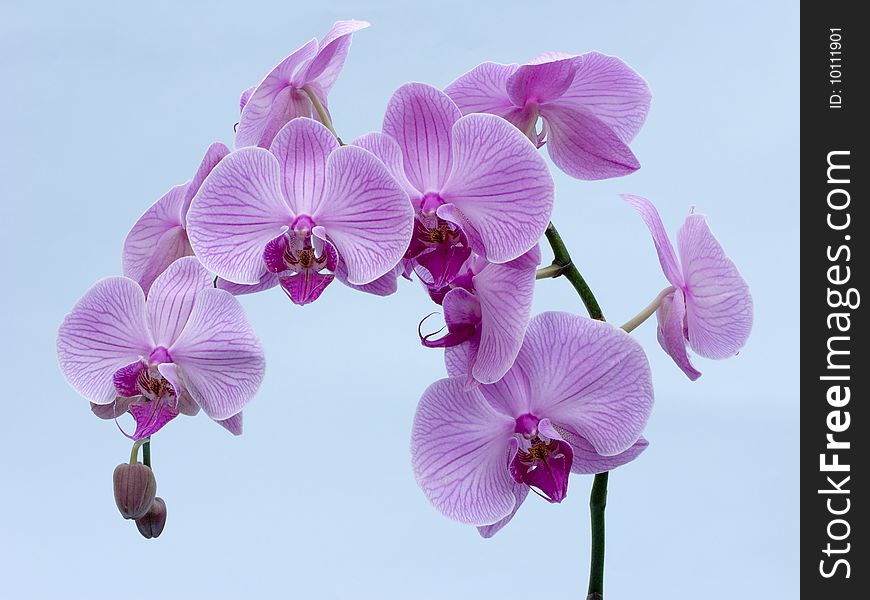 View of a Pink Orchid in bloom on a blue background. View of a Pink Orchid in bloom on a blue background