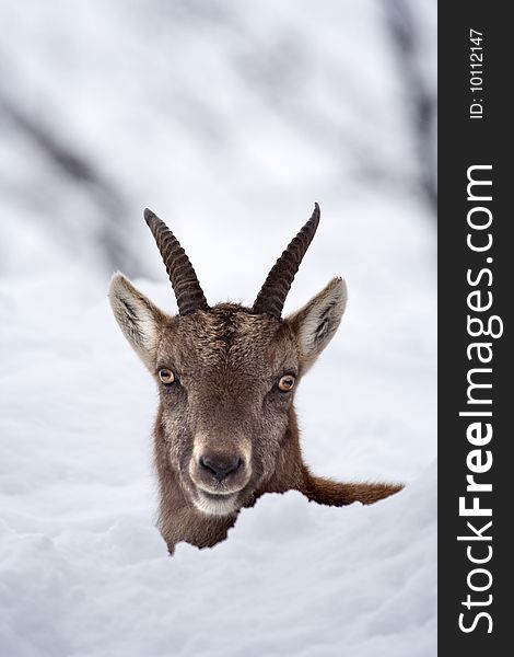 Peek-a-boo (peekaboo) Juvenile alpine ibex (Capra ibex) with big bright eyes in the snow. Peek-a-boo (peekaboo) Juvenile alpine ibex (Capra ibex) with big bright eyes in the snow.