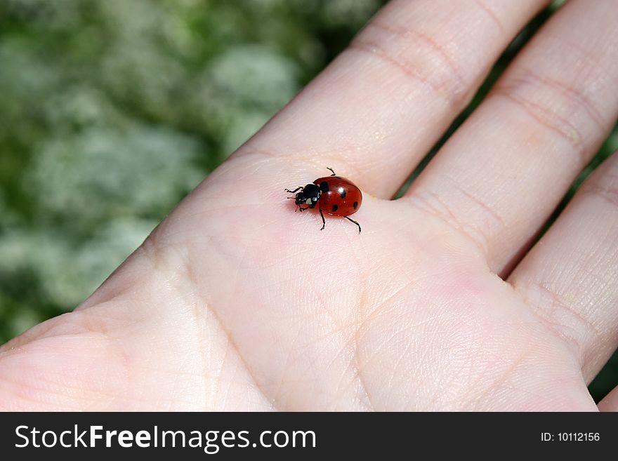 The red ladybird on a hand, creeps on a hand.