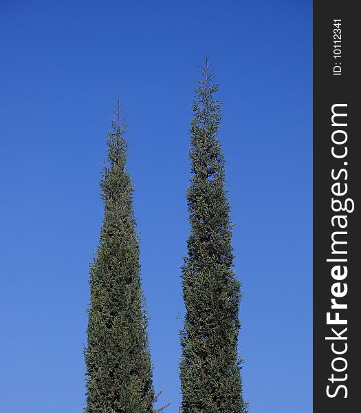 2 cypress edges almost scraping the deep blue sky. 2 cypress edges almost scraping the deep blue sky