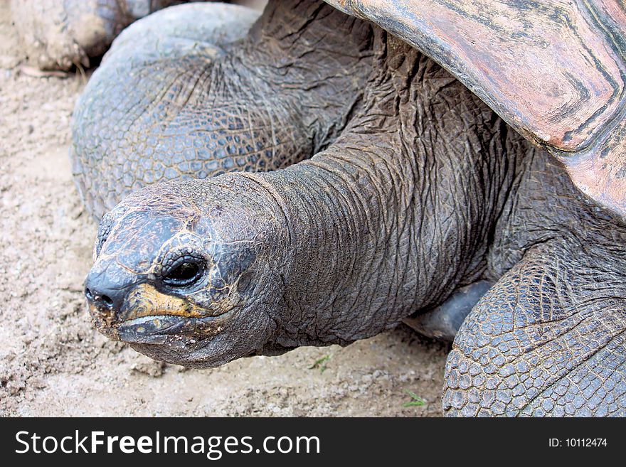 Giant Tortoise laying in the sand