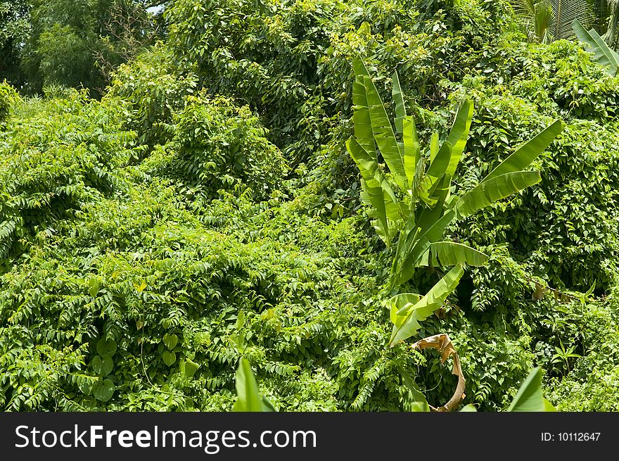 Tropical green jungle in Thailand
